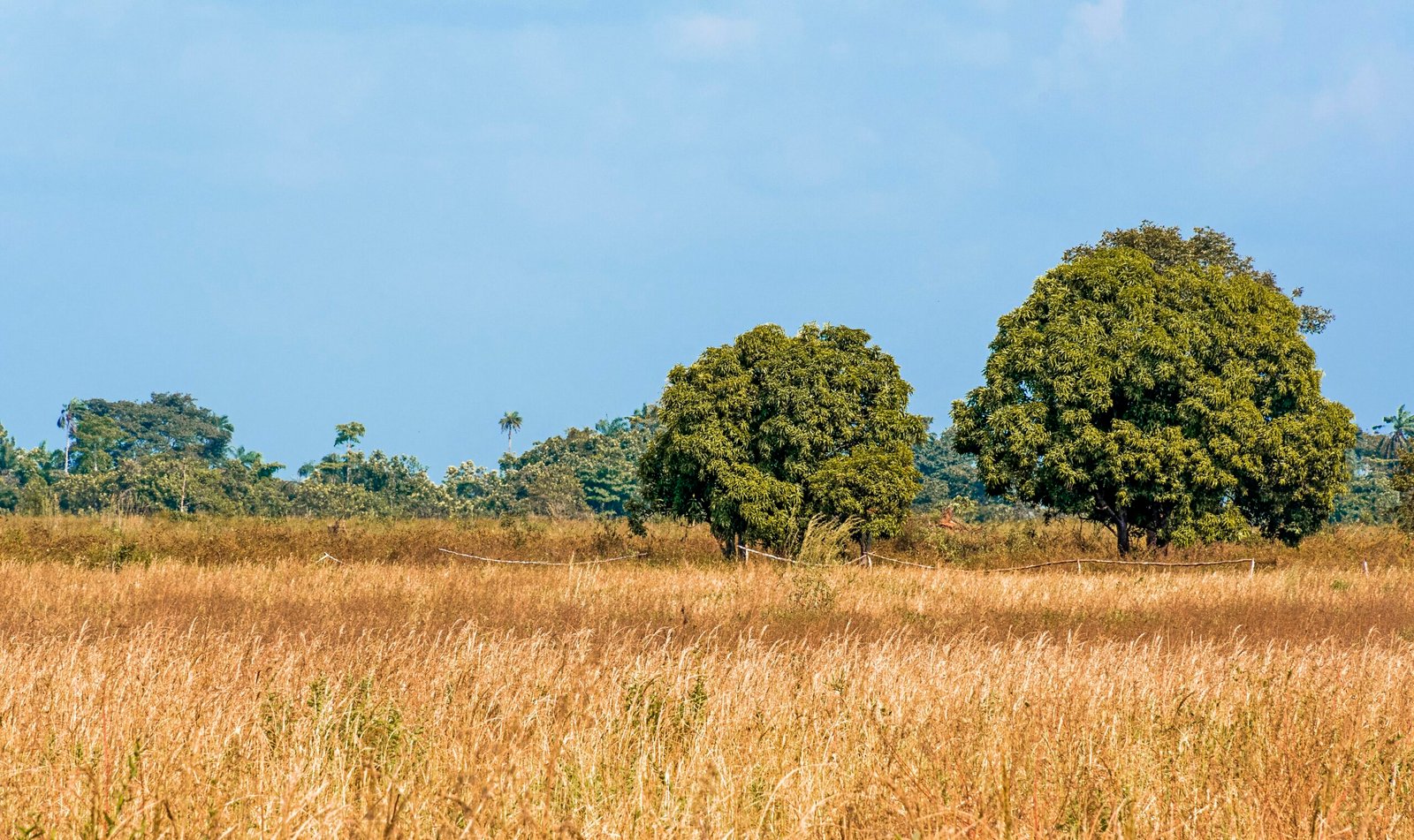 1 Acre of Land